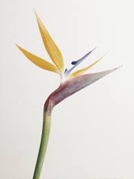 Birds Of Prey Flower Buds Working In A Family Flower Shop Birds Of Paradise Flower Family Flowers Birds Of Paradise Plant