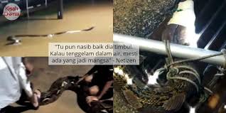 Maybe you would like to learn more about one of these? Video Cuak Nampak Ular Sawa Besar Hanyut Banjir Sikit Lagi Masuk Rumah Kisah Dunia
