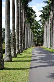Check spelling or type a new query. Peradeniya Botanical Garden Kandy Seerendipity Travel Blog