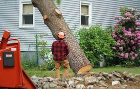 How To Trim An Oak Tree Without Affecting It In 2020 Tree Removal Cost Tree Care Tree Removal