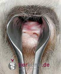 Es gibt aber auch andere ursachen, wenn es im schambereich juckt oder brennt wenn vagina oder vulva brennen und jucken, kann eine pilzinfektion die ursache sein. Scheidenentzundung Tierklinik De