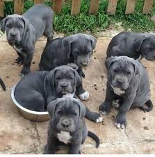 Black Blue Cane Corso Puppies For Sale London Cane Corso Kennels Pedigree Blue Pups Maidenhead Berkshire Pets4homes Corso Dog Cane Corso Dog Cane Corso