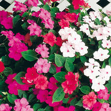 Image result for Impatiens wallerana