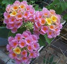 Lantana Beautiful Flowers Trees To Plant Plants