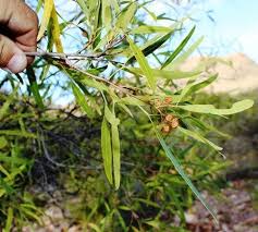 Image result for Searsia acuminatissima