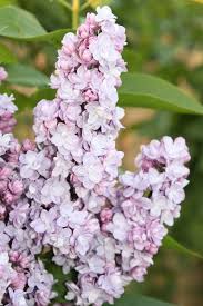 Syringa Vulgaris Katherine Havemeyer In 2020 Gemeiner Flieder Edelflieder Flieder