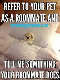 Refer To Your Pet As A Roommate And Tell Me Something Your Roommate Does Cute Little Puppies Cat Tunnel Pets