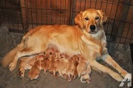 All our dogs come with health checks, dewormings, and akc paperwork already done for you. Akc Golden Retriever Puppies Born November 7th Puppies Golden Retriever Puppy Trainer