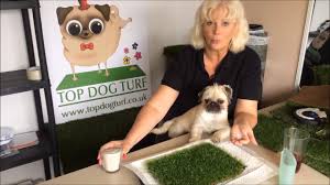 Luxury coloured grass for schools & nurseries. How To Use Zeostop The Best Artificial Grass Deodoriser Youtube