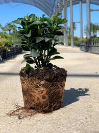 Image result for Eriocephalus microphyllus