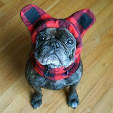 Adjustable Bathat Sport French Bulldog Puppies Bulldog Puppies Bulldog