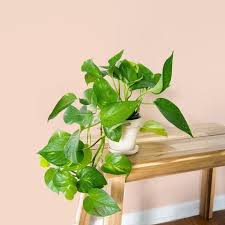 Maybe you would like to learn more about one of these? 25 Easy Houseplants Easy To Care For Indoor Plants