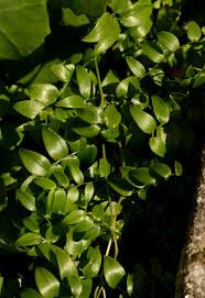 Image result for Asparagus asparagoides