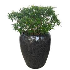 Image result for Tabernaemontana odoratissima