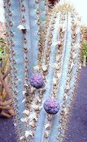 Pilosocereus AZULENSIS colore blu colonnare rari cactus pianta seme 20 SEMI  : Amazon.it: Giardino e giardinaggio