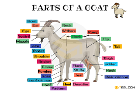 Goat Anatomy Parts Of A Goat In English With Pictures 7 E S L