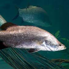 Mempunya ciri tubuh yang bulat pipih dengan sirip. Infomina 3 Cara Pemijahan Induk Kakap