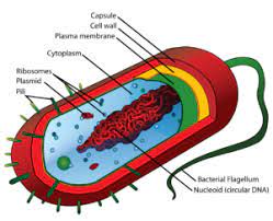 Prokaryotic Cell Components Examples With Questions And Videos