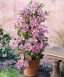 Clematis Piilu Trees Shrubs Bakker Clematis Plants Plants Climbing Flowers