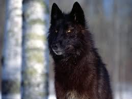 Black And Brown Wolf Dog Black Wolf Types Animal Wolf With Blue Eyes Wolf Dog Black Husky