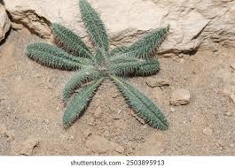 Image result for Gethyllis