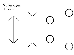 Lines with arrow junctions attached to the ends are perceived as shorter and lines with attached fork junctions are perceived as longer, compared to plain lines without junctions. Perception The Feel Of Cotton Wool Touch The