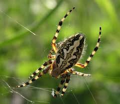 Image result for Ceropegia mirabilis