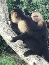 However they are the cutest monkeys also. Mommy Capuchin Monkey With Cute Baby Picture Of Dreams Las Mareas Costa Rica El Jobo Tripadvisor