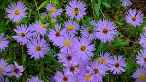 Image result for Aster