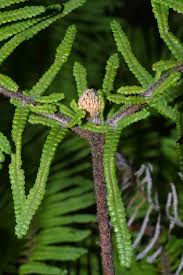 Image result for Gleichenia elongata