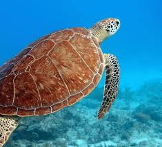 Turtles At The Dry Tortugas National Park