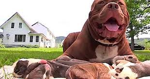 Hercules is a handsome fella who is as happy as can be when going for his w. Giant Pit Bull Has Puppies And It S All Kinds Of Wrong The Dodo