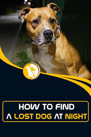 For your information if an animal is found matching the description of yours, but everyone describes animals differently so do not. How To Find A Lost Dog At Night Losing A Dog Dogs Night