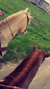 Pin By Zeynep On Fake Story In 2020 Horses Horse Photography Horse Photos