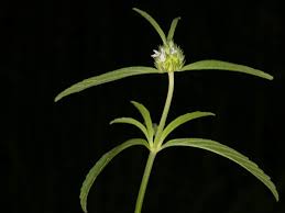 Image result for Acrotome inflata