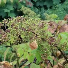 Image result for Araliaceae