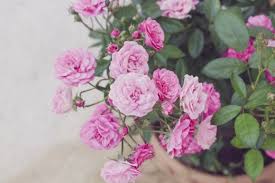How To Care For Miniature Roses Rose Plant Care Rose Care Planting Roses