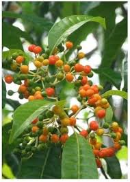 Image result for Rauvolfia vomitoria