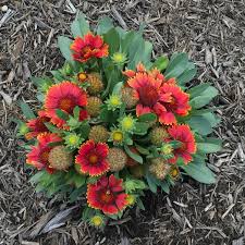 Image result for Halopegia