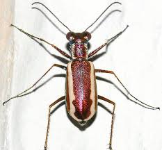 Black And White Striped Beetle White Striped Tiger Beetle Cylindera Lemniscata Owady
