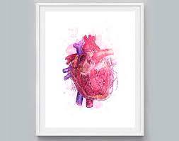Anatomical Heart Print Heart Watercolor Human Heart Poster Cardiology Print Medical Decor Medicine Art Science Art Heart Cli Heart Poster Ear Art Medical Decor