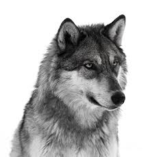 Black wolf images stock photos vectors shutterstock. Black And White Wolf Photograph By Donna Crider
