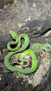 Image result for Phaulopsis sangana