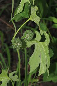 Image result for Pyrenacantha