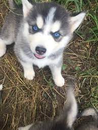 Litter Of 6 Siberian Husky Puppies For Sale In Tarkio Mo Adn 41841 On Puppyfinder Com Gender Male Age 6 Weeks Siberian Husky Husky Husky Puppies For Sale