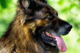German shepherd puppies michigan rescue. Best German Shepherd Rescues In Michigan 2021 We Love Doodles