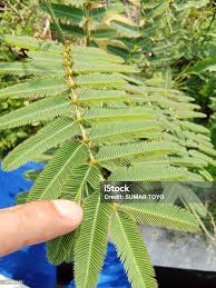 Image result for Mimosa pigra