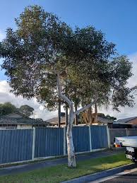 Image result for Eucalyptus sp.