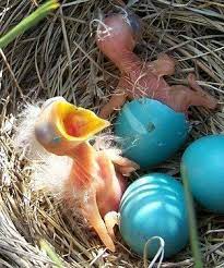 9 Birds Ps Lesson Plan Ideas Baby Robin Birds Spring Theme
