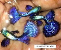 Pin On Guppy Fish